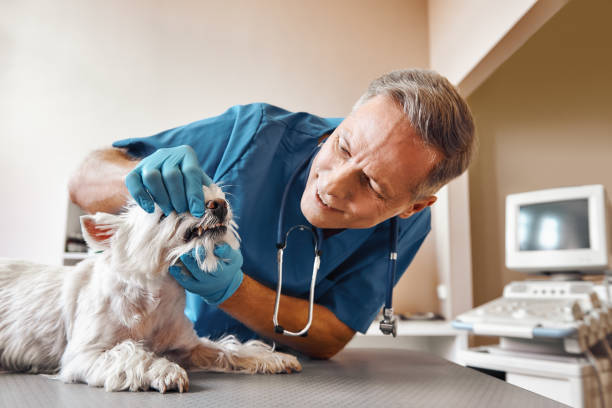 Best Urgent Dental Care for Toothache in Powderly, TX